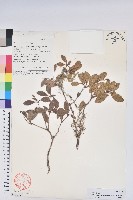 一朵花杜鵑藏品圖，第1張