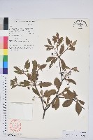 毛葉吊鐘花藏品圖，第1張