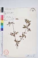 毛葉吊鐘花藏品圖，第1張