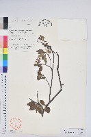 毛葉吊鐘花藏品圖，第1張