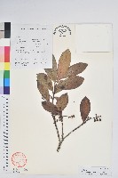 芳香白珠藏品圖，第1張