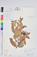 芳香白珠藏品圖，第1張