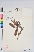 蜡葉杜鵑藏品圖，第1張