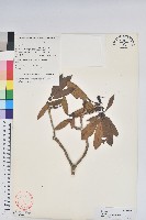 蜡葉杜鵑藏品圖，第1張