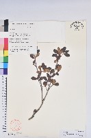 湄公河杜鵑花藏品圖，第1張