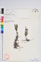 岩須藏品圖，第1張