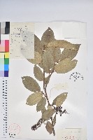 南燭藏品圖，第1張