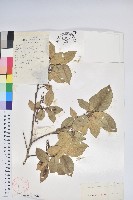 南燭藏品圖，第1張