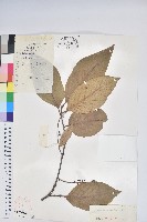 南燭藏品圖，第1張