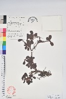 紫背杜鵑藏品圖，第1張