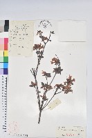 亮毛杜鵑藏品圖，第1張