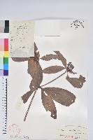 長蒴杜鵑藏品圖，第1張