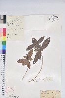 薄葉馬銀花藏品圖，第1張