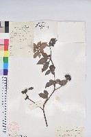 薄葉馬銀花藏品圖，第1張