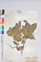 團葉南燭藏品圖，第1張