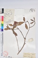 火紅杜鵑藏品圖，第1張