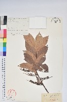 南燭藏品圖，第1張