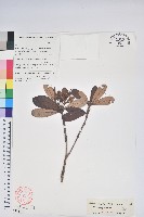 血紅杜鵑藏品圖，第1張