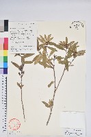 柳條杜鵑藏品圖，第1張