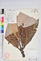 凸尖杜鵑藏品圖，第1張