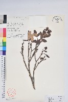 變色血紅杜鵑藏品圖，第1張