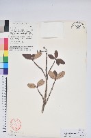 變色血紅杜鵑藏品圖，第1張