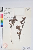 變色血紅杜鵑藏品圖，第1張