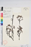 岩生杜鵑花藏品圖，第1張