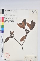 紅棕杜鵑藏品圖，第1張