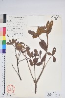 綠柱短花杜鵑藏品圖，第1張