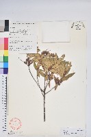 柳條杜鵑藏品圖，第1張