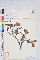 黃杯杜鵑藏品圖，第1張