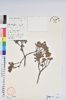 美被杜鵑藏品圖，第1張