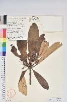 革葉杜鵑藏品圖，第1張