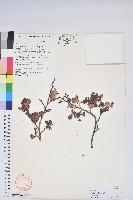 毛葉珍珠花藏品圖，第1張