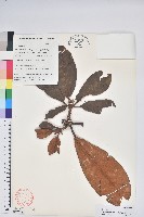 奪目杜鵑藏品圖，第1張