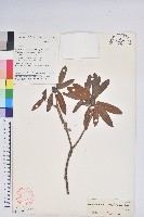 糠秕杜鵑花藏品圖，第1張