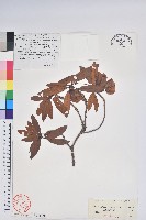 糠秕杜鵑花藏品圖，第1張