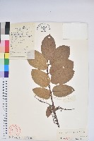 南燭藏品圖，第1張