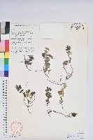 華白珠藏品圖，第1張