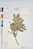 南燭藏品圖，第1張