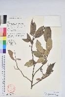 南燭藏品圖，第1張