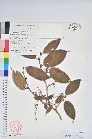 南燭藏品圖，第1張