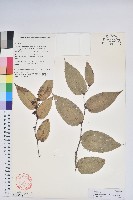 假短穗白珠藏品圖，第1張