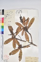 馬纓花藏品圖，第1張