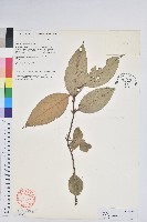 尾葉白珠藏品圖，第1張