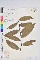 尾葉白珠藏品圖，第1張