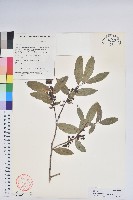 四裂白珠藏品圖，第1張