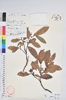 紅粉白珠藏品圖，第1張