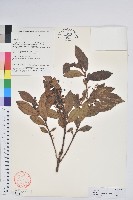 紅粉白珠藏品圖，第1張